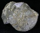 Large Pyrite Replaced Brachiopod - Silica Shale #21088-1